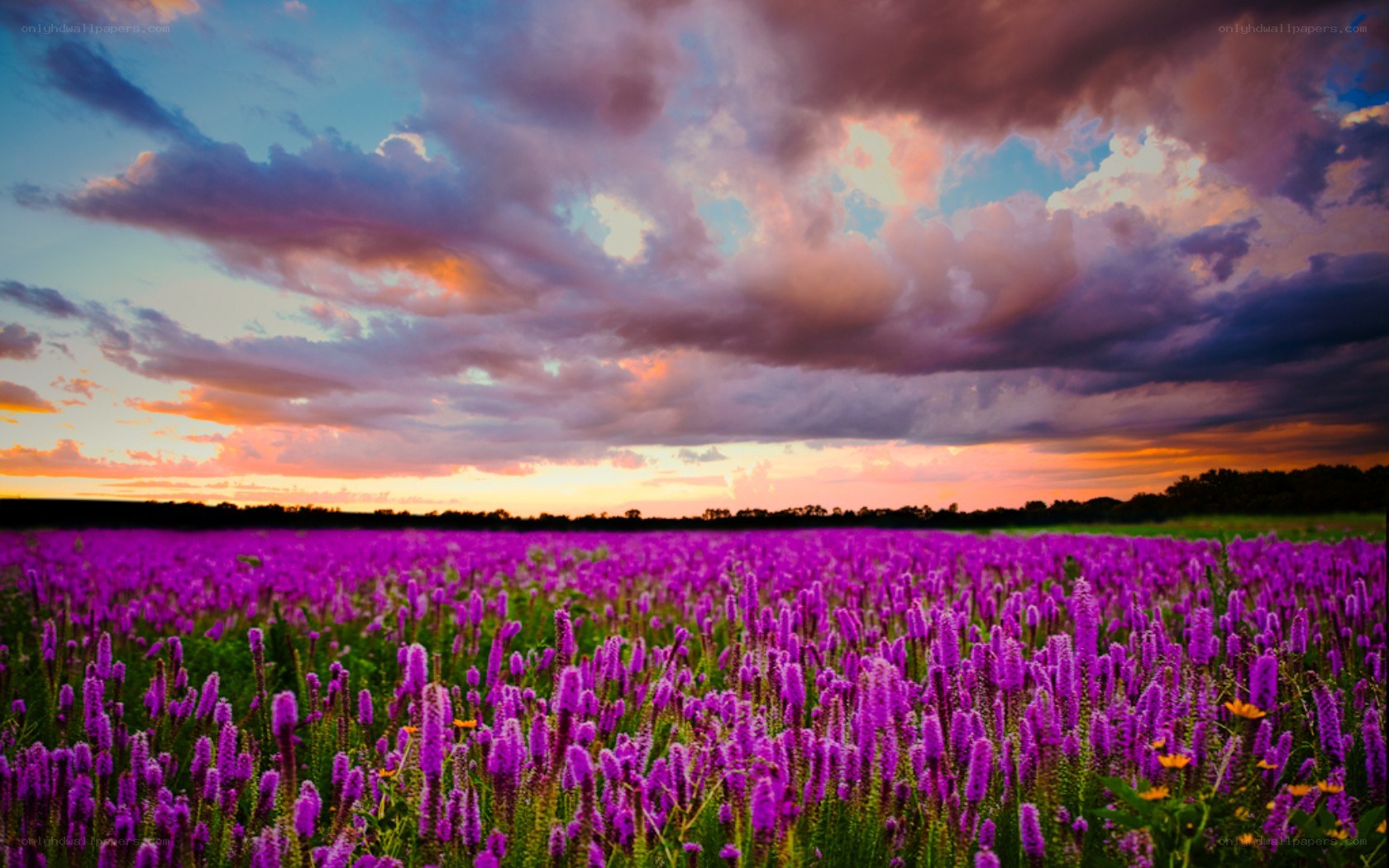 Purple flower field at sunset