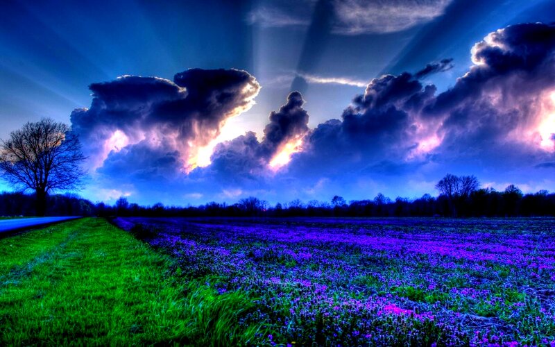 Purple Flower Field — Blue, Dramatic
