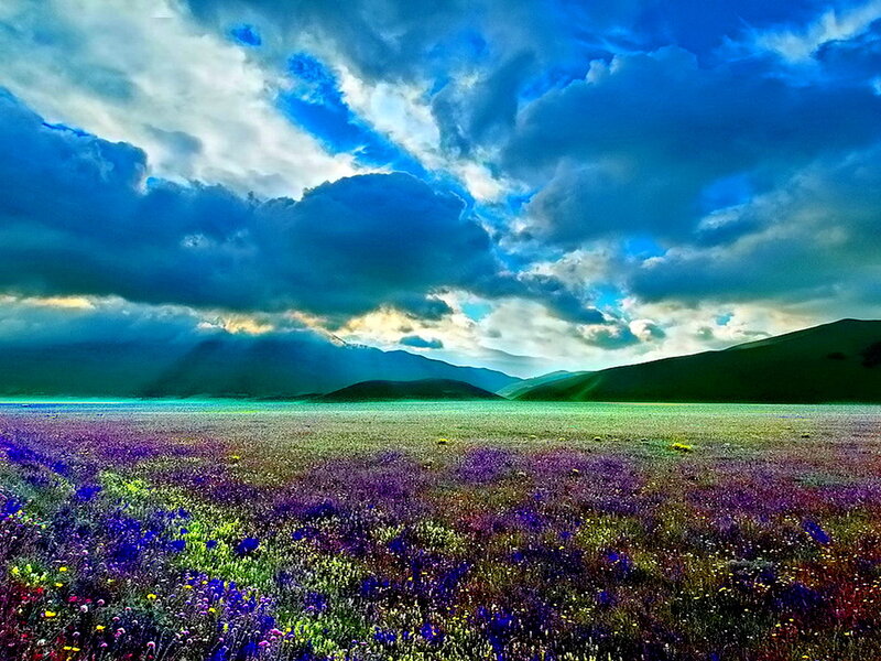 Purple Flower Field — Blue