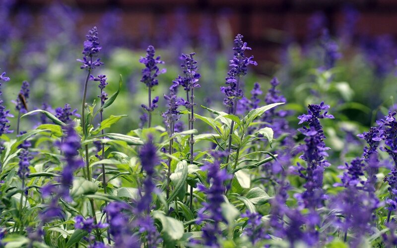 Purple Flower Field — Calm, Afternoon