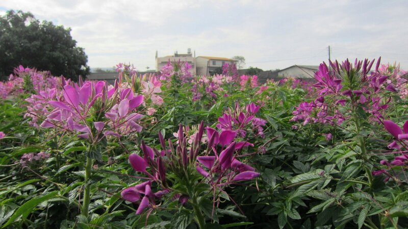 Purple Flower Field — Calm