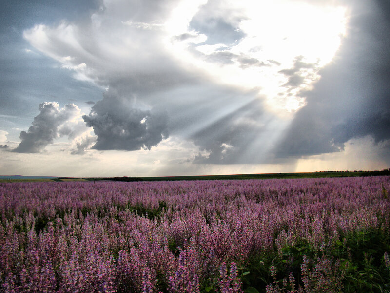Purple Flower Field — Dramatic, Afternoon, Photograph, Clouds