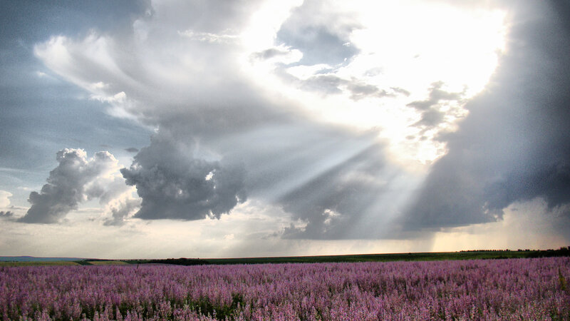 Purple Flower Field — Dramatic, Afternoon, Photograph