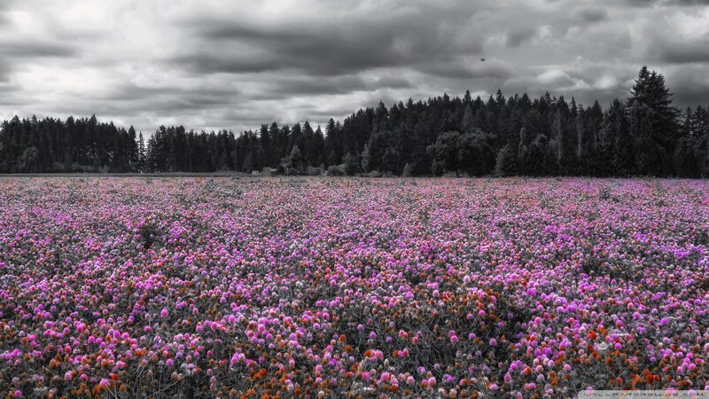 Purple Flower Field — Dramatic, Afternoon