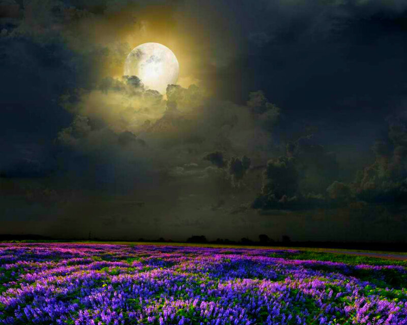 Purple Flower Field — Dramatic, Night, Digital Art