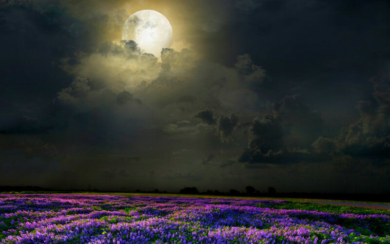 Purple Flower Field — Dramatic, Night, Photograph, Moon, Clouds
