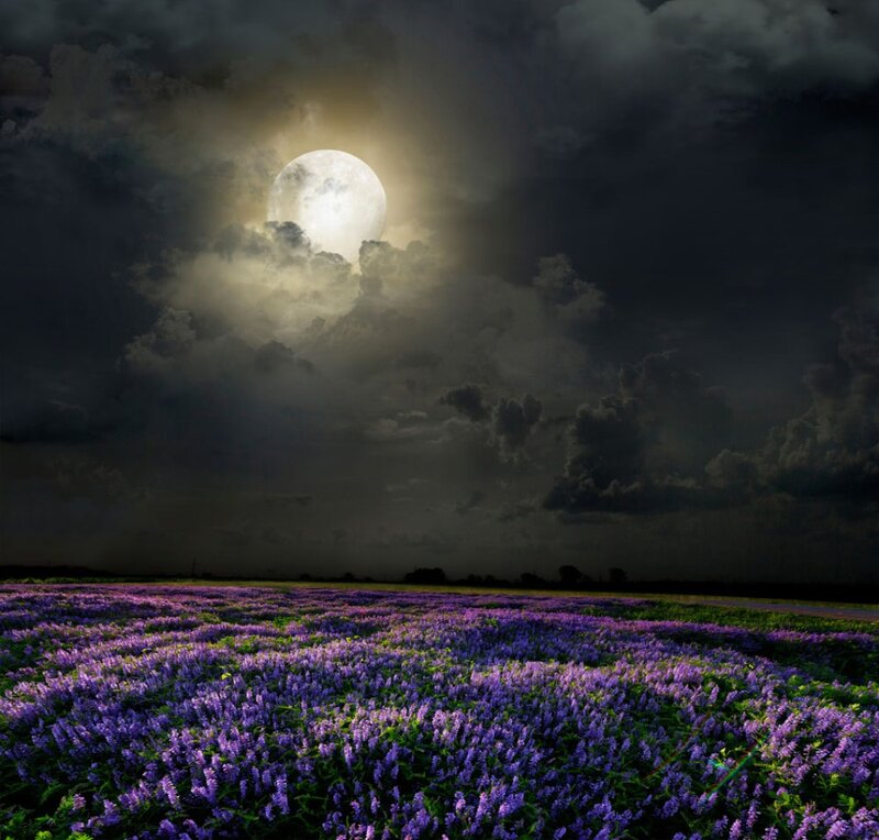 Purple Flower Field — Dramatic, Night, Photograph, Moon