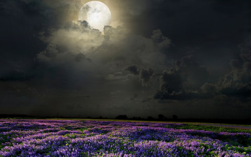 Purple Flower Field — Dramatic, Night, Photograph