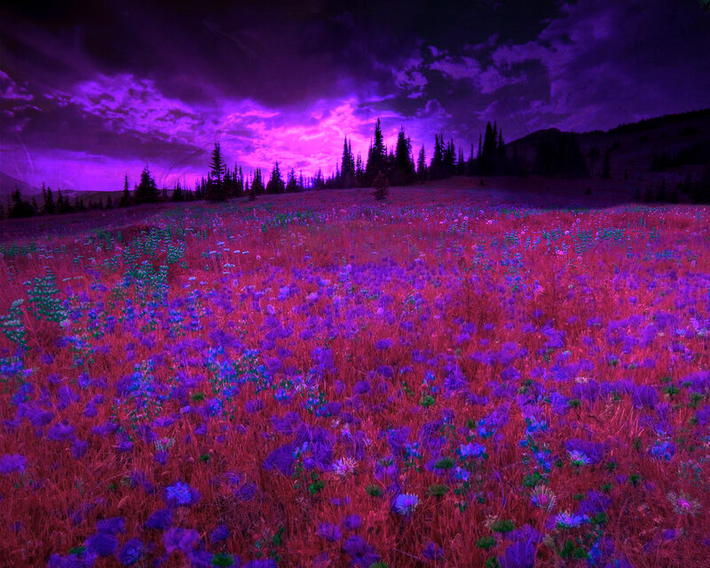 Purple Flower Field — Dramatic, Night