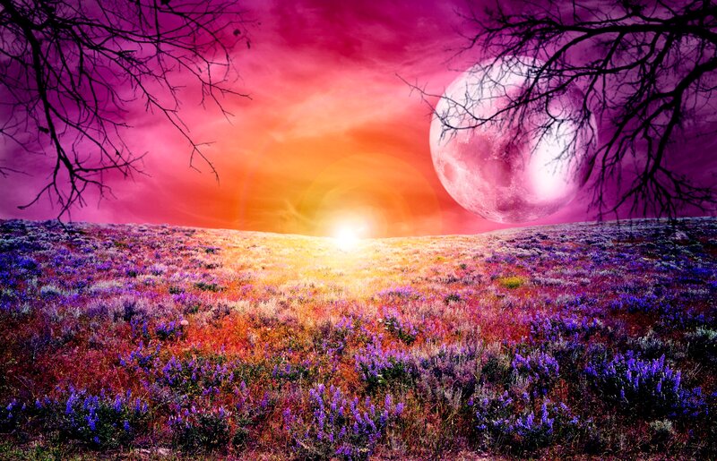 Purple Flower Field — Dramatic, Sunset, Digital Art