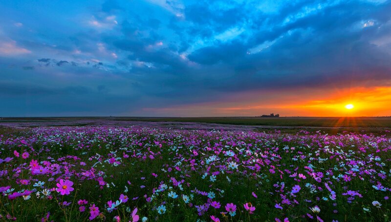 Purple Flower Field — Dramatic, Sunset, Photograph, Flowers, Sky