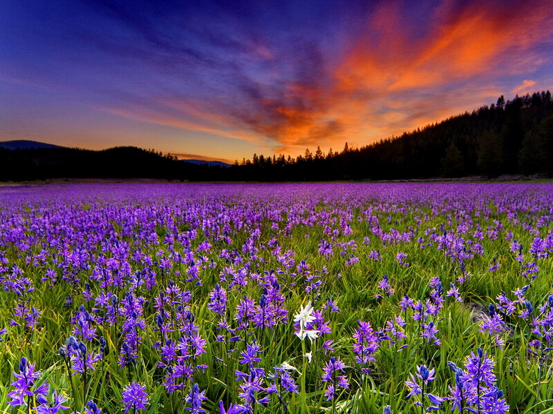 Purple Flower Field — Dramatic, Sunset, Photograph, Flowers