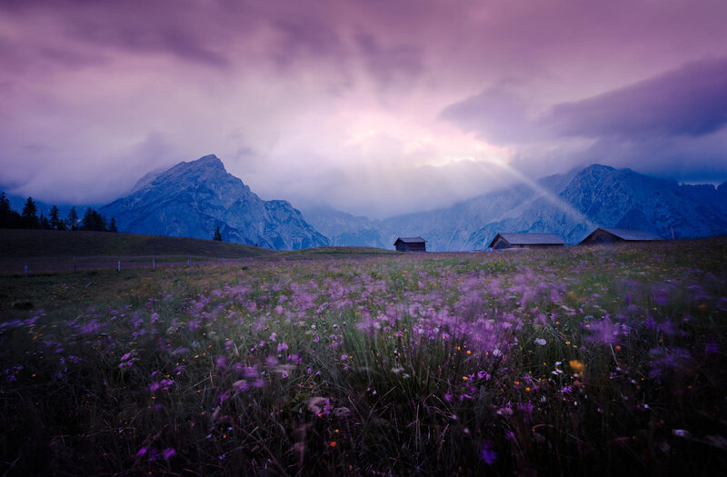 Purple Flower Field — Dramatic, Sunset, Photograph, Mountains