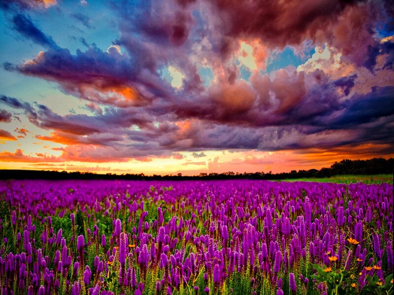 Purple Flower Field — Dramatic, Sunset, Photograph, Sky, Clouds