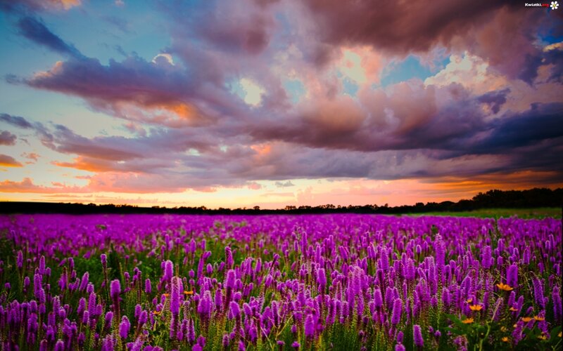 Purple Flower Field — Dramatic, Sunset, Photograph, Sky