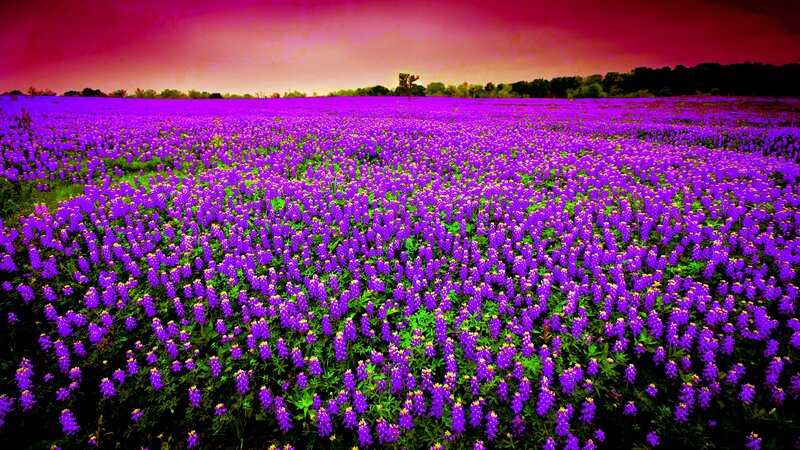 Purple Flower Field — Dramatic, Sunset, Photograph, Sky, Tree