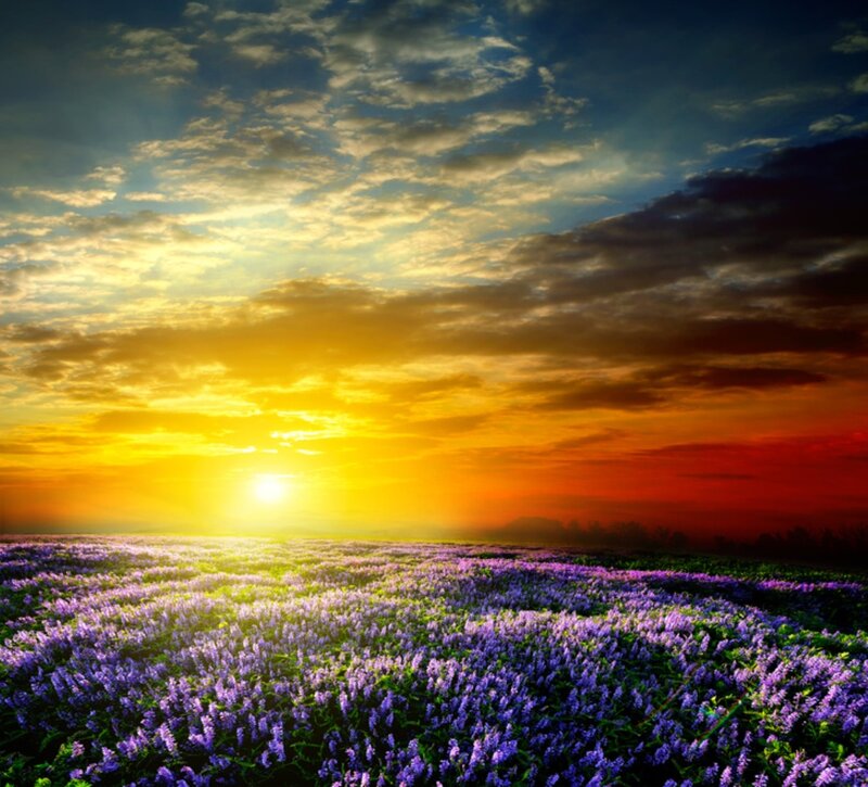Purple Flower Field — Dramatic, Sunset, Photograph, Sun, Clouds