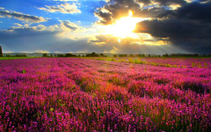 Purple Flower Field — Dramatic, Sunset, Photograph, Sun