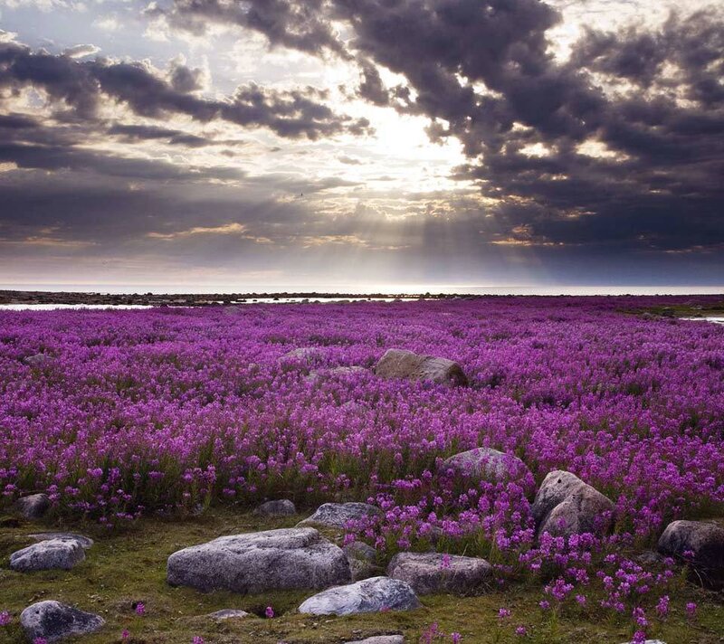Purple Flower Field — Dramatic, Sunset, Photograph
