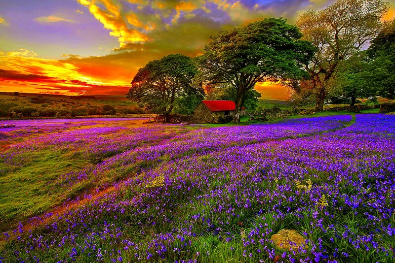 Purple Flower Field — Dramatic, Sunset, Photograph, Trees