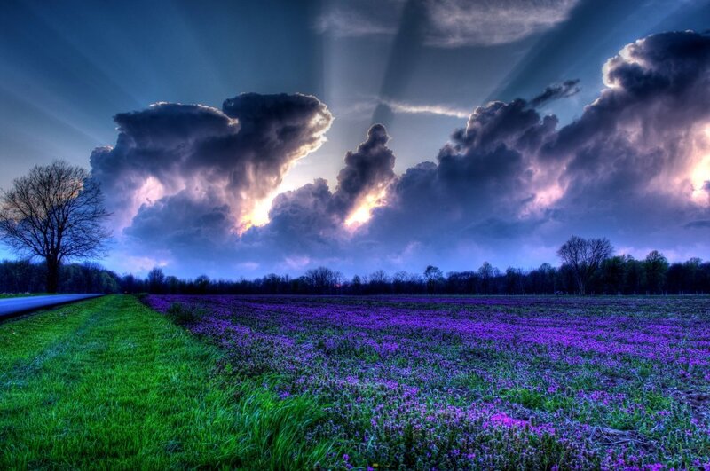 Purple Flower Field — Dramatic