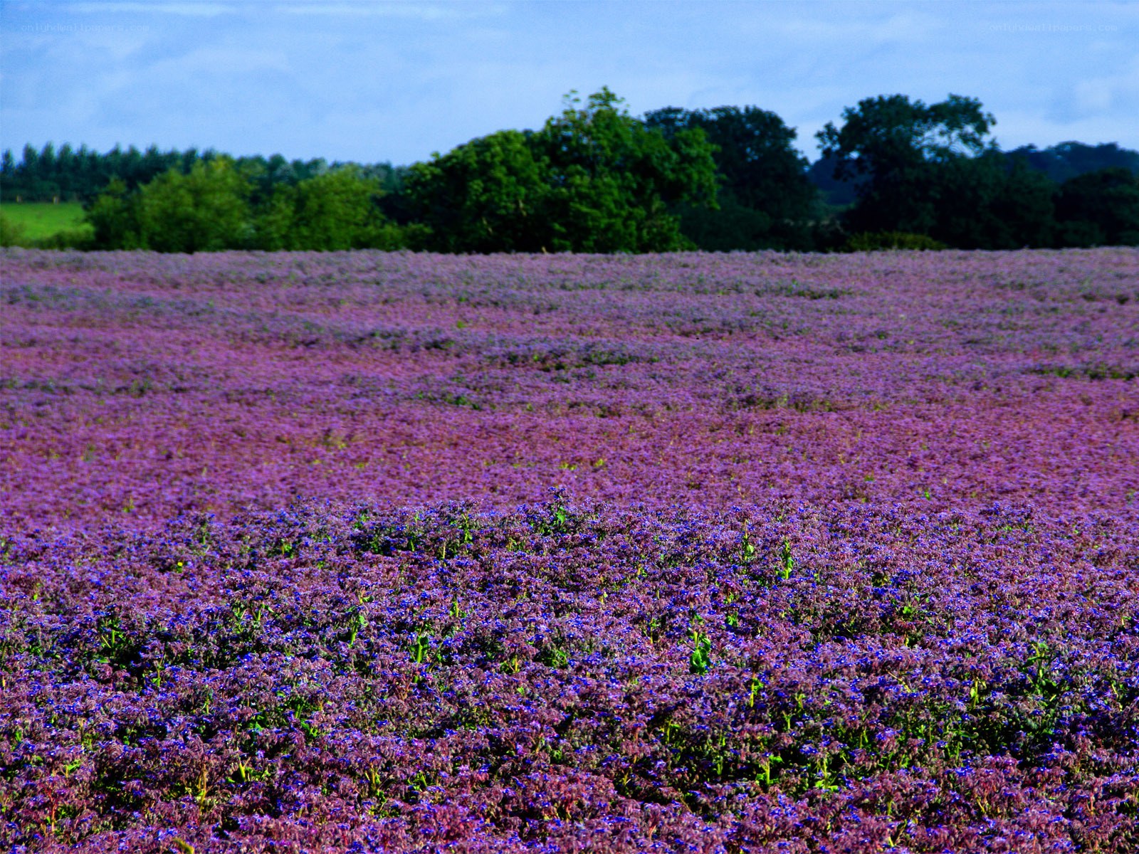 purple flower field landscape