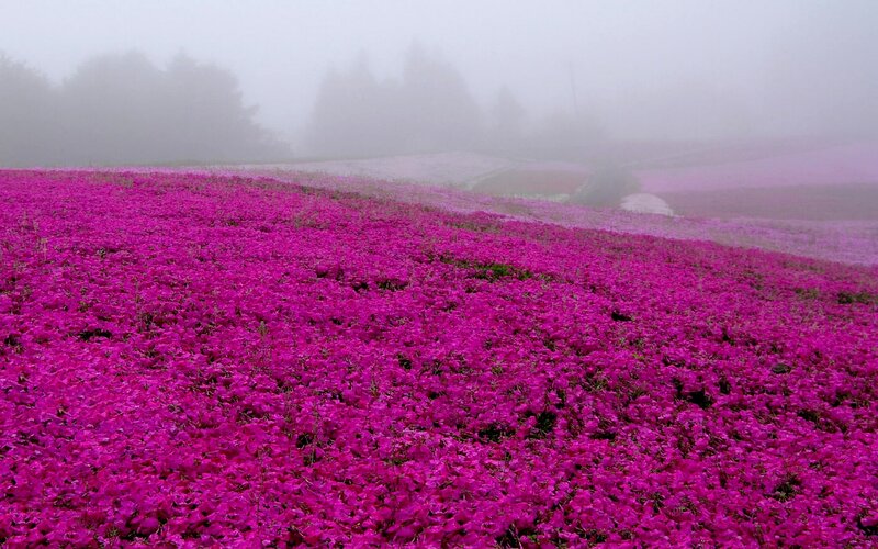 Purple Flower Field — Magenta