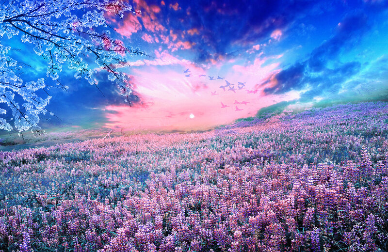 Purple Flower Field — Pink