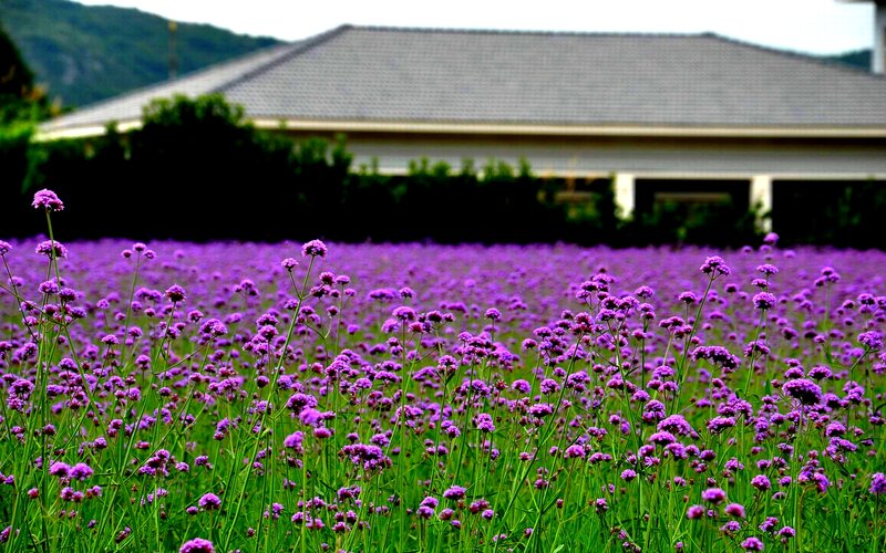 Purple Flower Field — Serene, Afternoon, Photograph, House