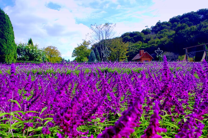 Purple Flower Field — Serene, Afternoon, Photograph, Trees, Building
