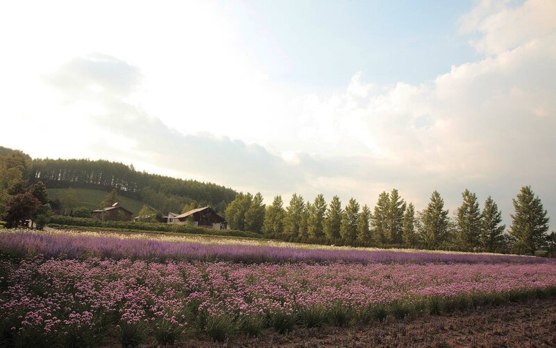 Purple Flower Field — Serene, Afternoon, Photograph, Trees, Buildings