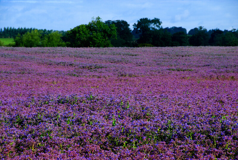 Purple Flower Field — Serene, Afternoon, Photograph, Trees, Sky