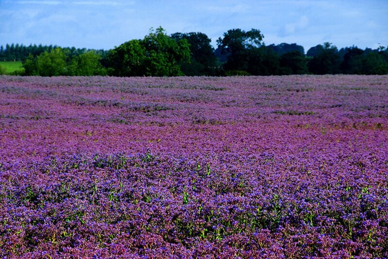 Purple Flower Field — Serene, Afternoon