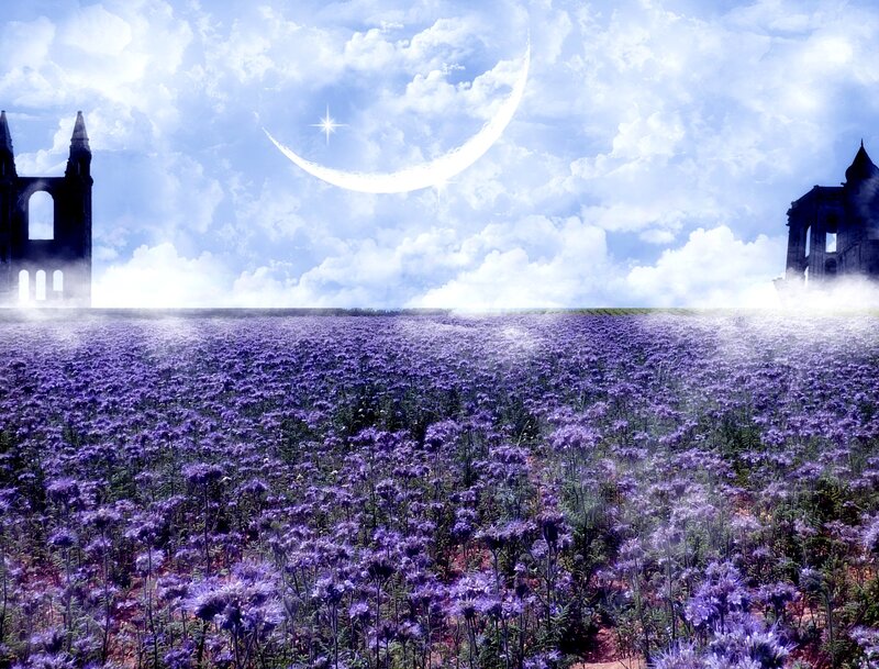 Purple Flower Field — Serene, Night