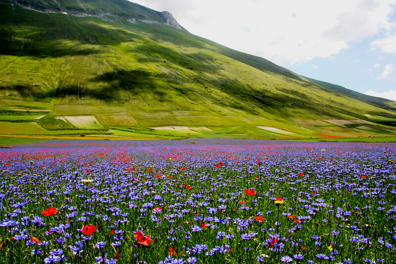Purple Flower Field — Serene, Spring, Photograph