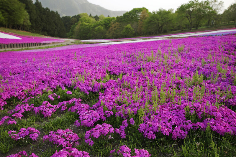 Purple Flower Field — Serene, Spring