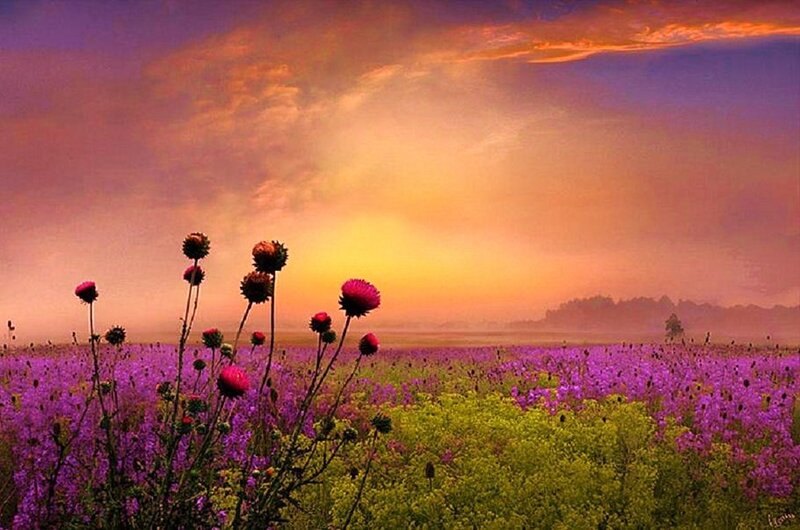 Purple Flower Field — Serene, Sunrise