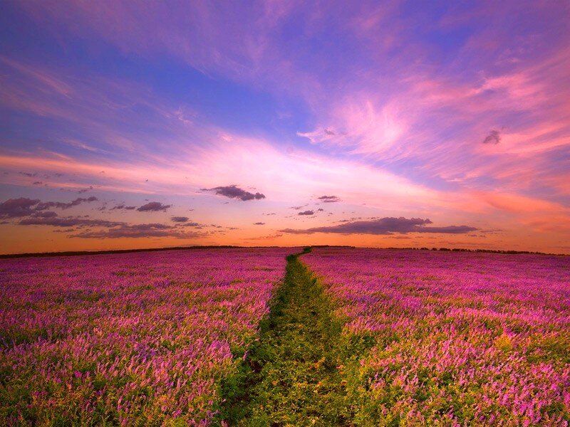 Purple Flower Field — Serene, Sunset, Photograph, Path