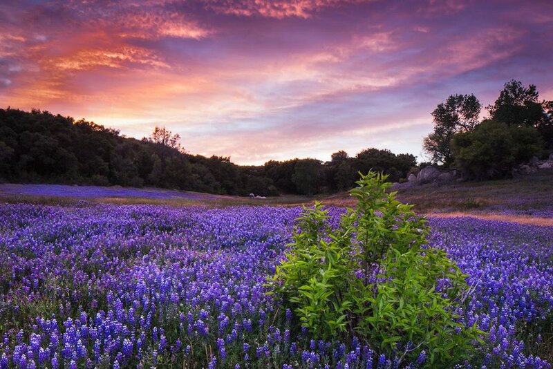 Purple Flower Field — Serene, Sunset, Photograph