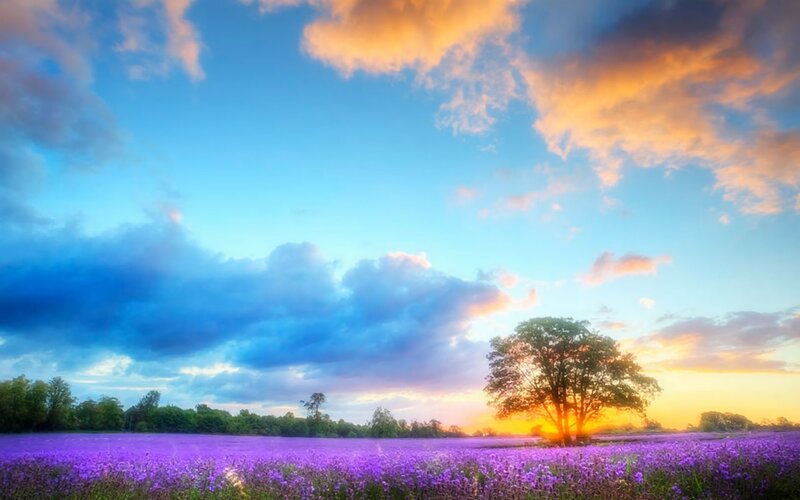 Purple Flower Field — Serene, Sunset, Photograph, Tree, Clouds