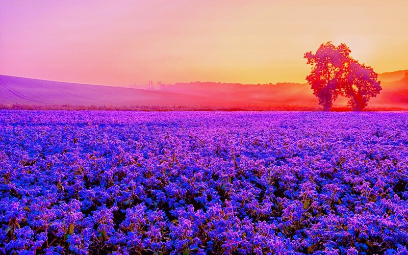 Purple Flower Field — Serene, Sunset, Photograph, Tree