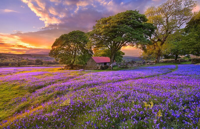 Purple Flower Field — Serene, Sunset, Photograph, Trees, Barn