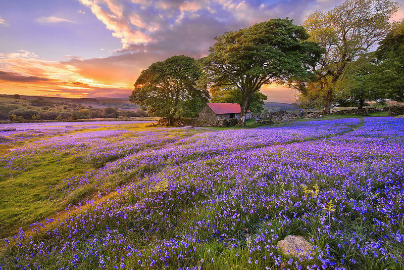 Purple Flower Field — Serene, Sunset, Photograph, Trees