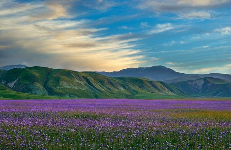 Purple Flower Field — Serene, Sunset