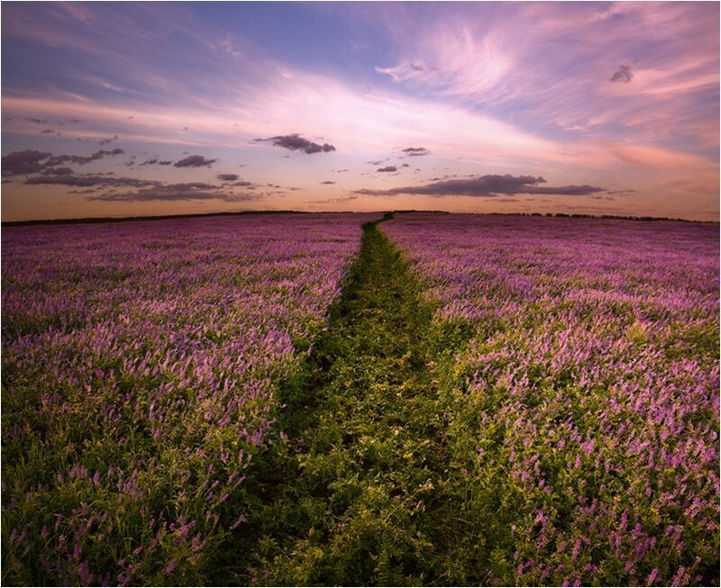 Purple Flower Field — Serene