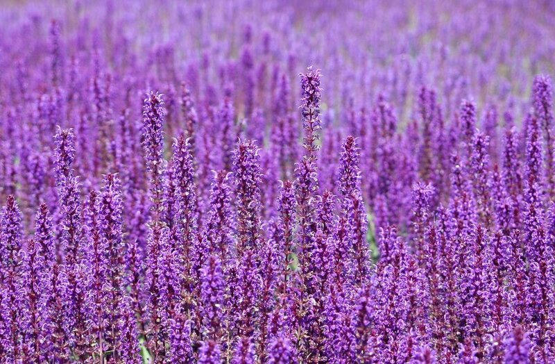 purple flower field