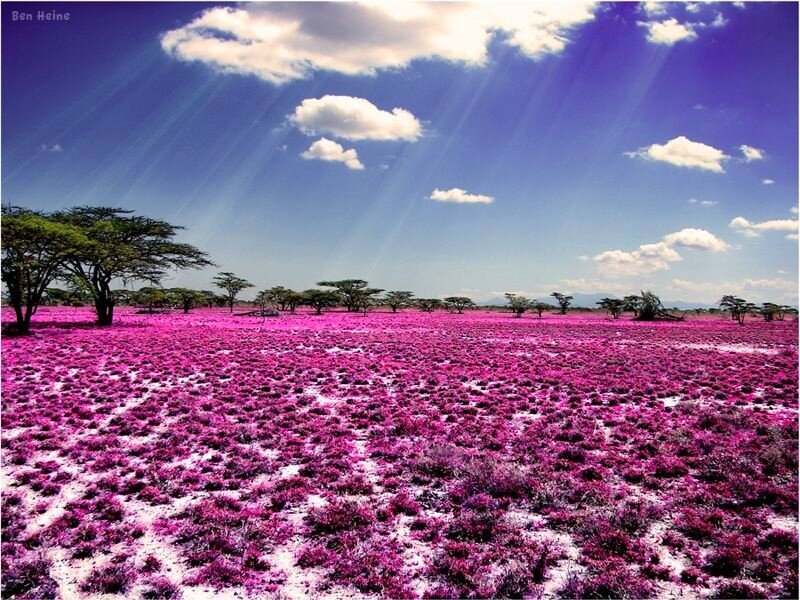 Purple flower field under blue sky