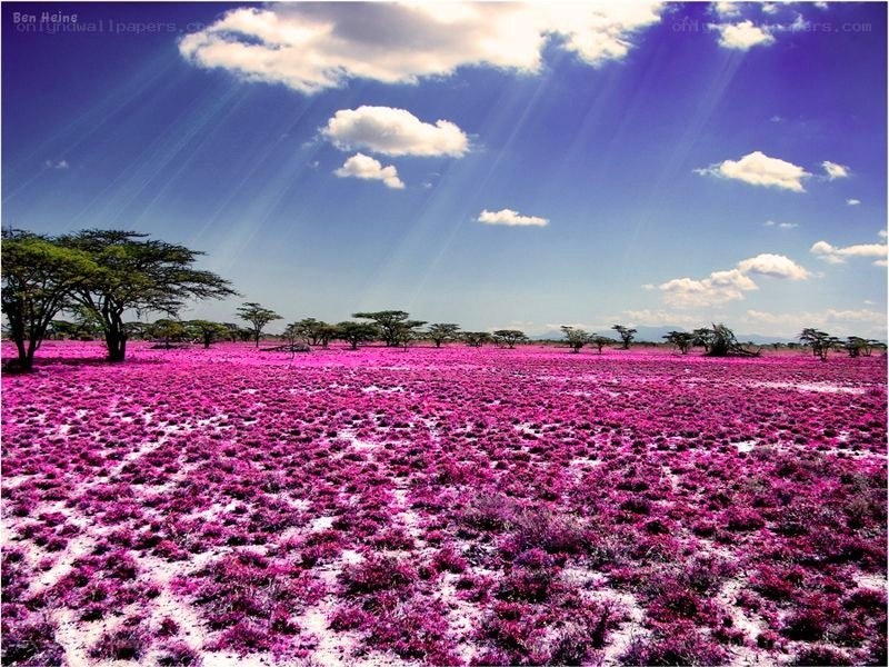 Purple flower field under blue sky