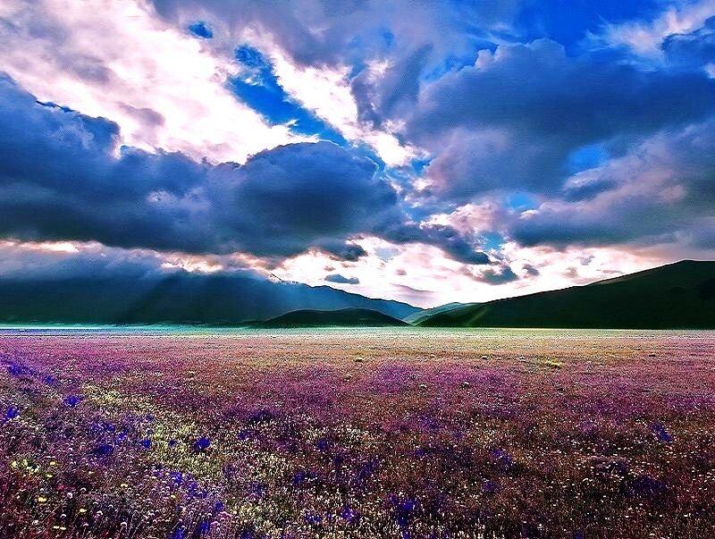 Purple flower field under dramatic sky
