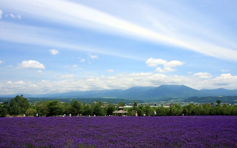 Purple flower field with mountains